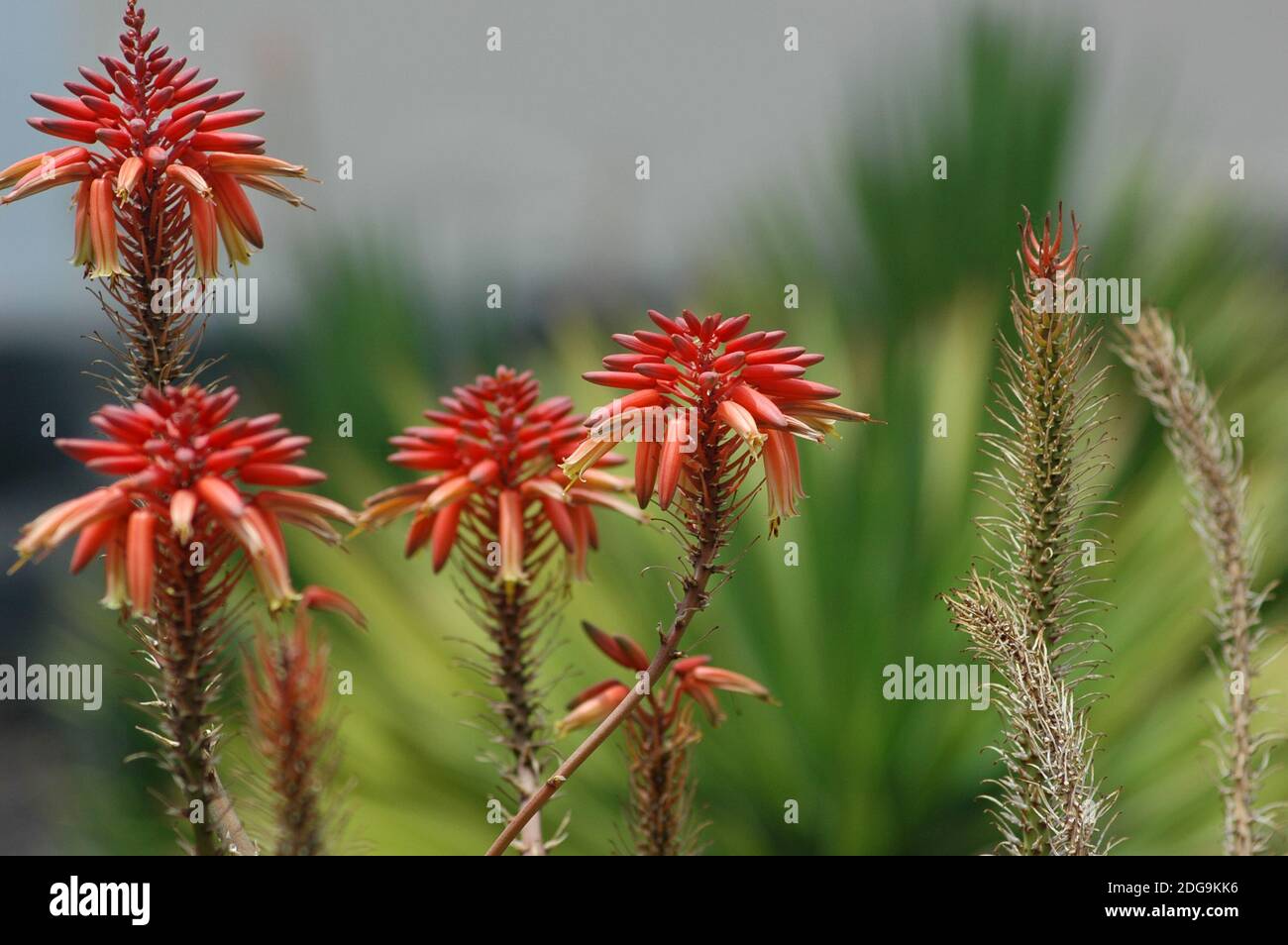 Rote Aloe Vera blht in Clustern, die verschiedene Phasen der Blte zeigen,  eine saftige exotische Pflanze, die natrlich in tropischen Klimazonen  wchst Stockfotografie - Alamy
