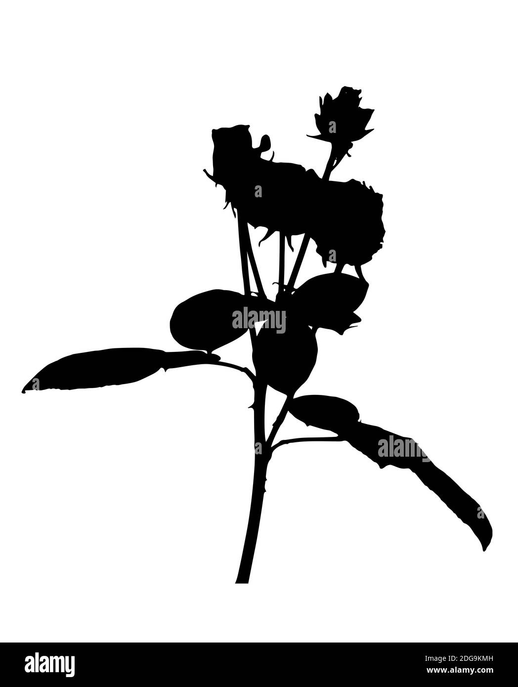 Schöne weiße und schwarze Silane Rosen. Isoliert auf weißem Hintergrund. Abbildung. Stockfoto