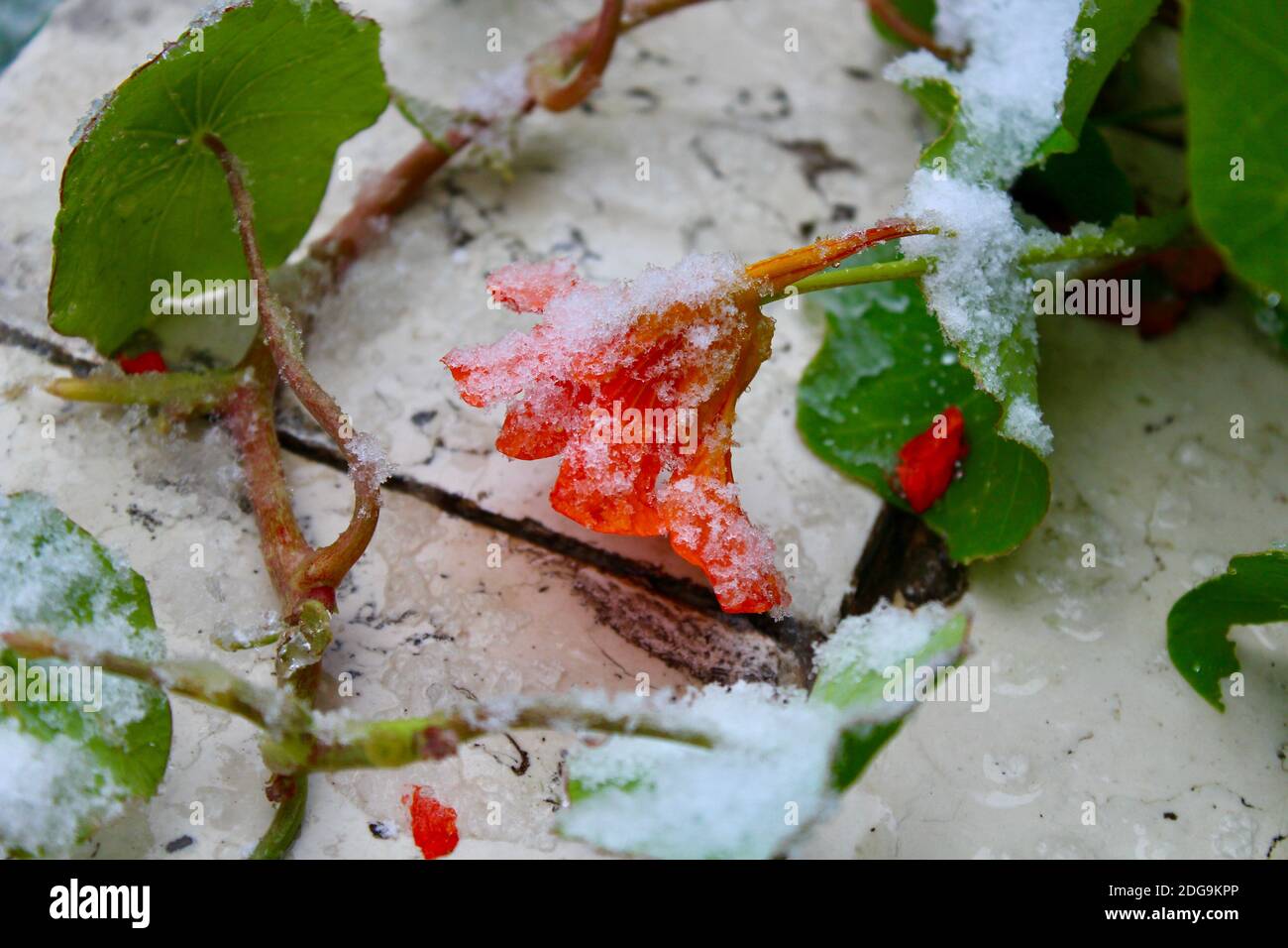 Schöne orange Blume in frischem Schnee bedeckt Stockfoto