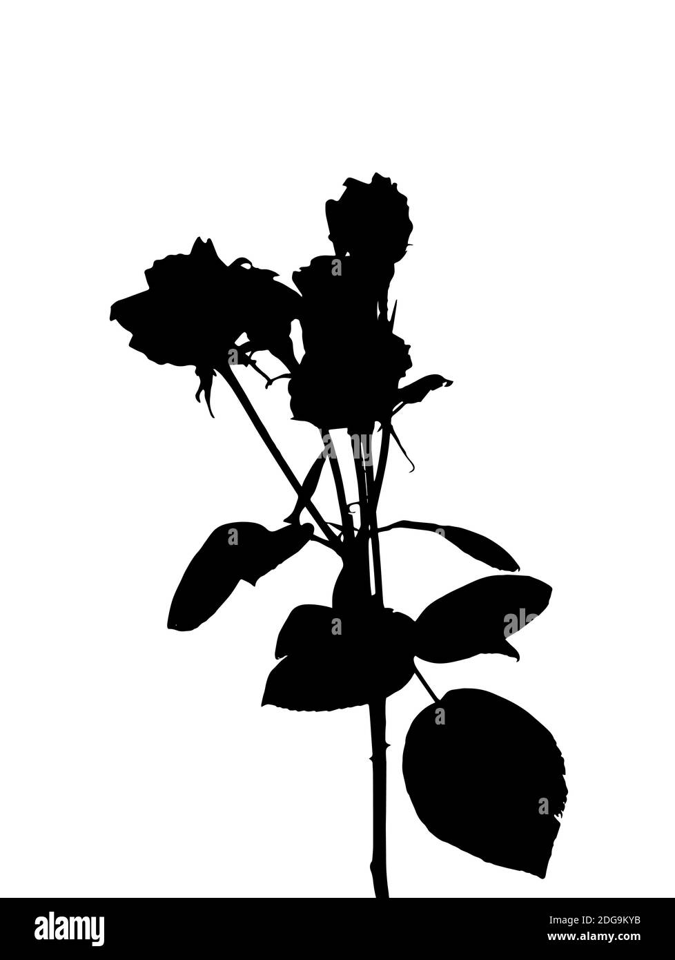 Schöne weiße und schwarze Silane Rosen. Isoliert auf weißem Hintergrund. Abbildung. Stockfoto