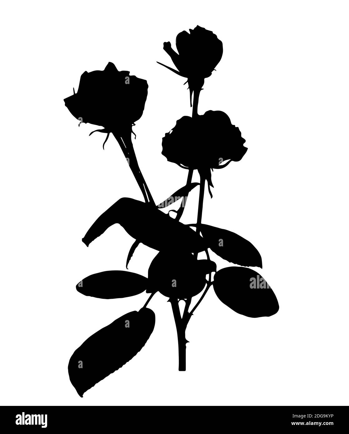 Schöne weiße und schwarze Silane Rosen. Isoliert auf weißem Hintergrund. Abbildung. Stockfoto