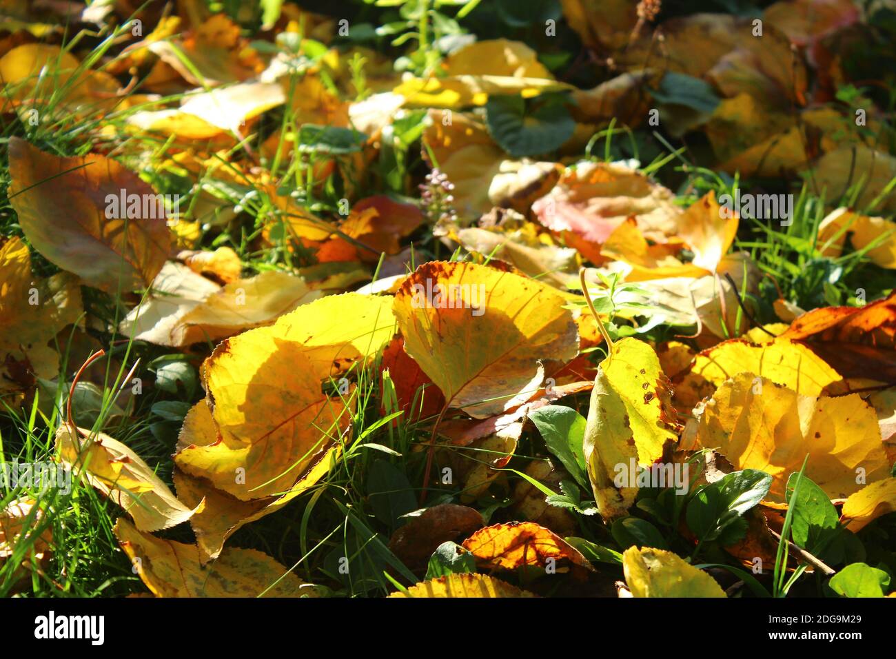 Bunte Herbstblätter auf dem Gras von der Sonne beleuchtet Stockfoto