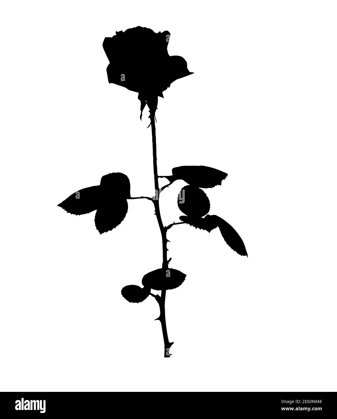 Schöne weiße und schwarze Silane Rosen. Isoliert auf weißem Hintergrund. Abbildung. Stockfoto