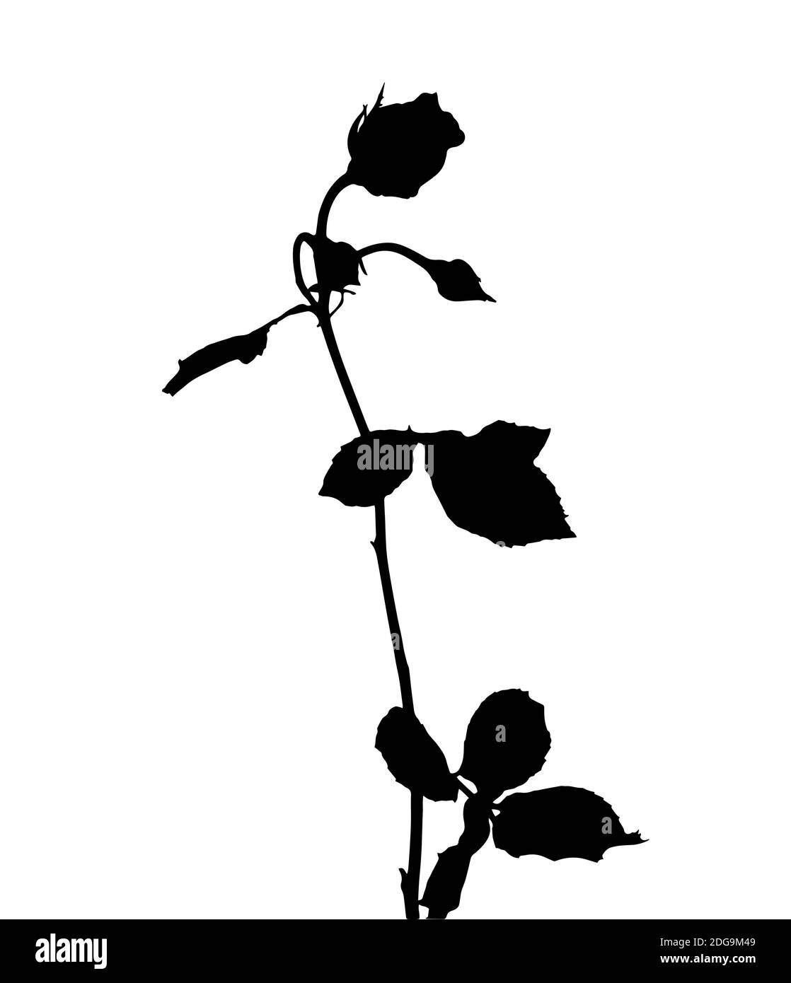 Schöne weiße und schwarze Silane Rosen. Isoliert auf weißem Hintergrund. Abbildung. Stockfoto