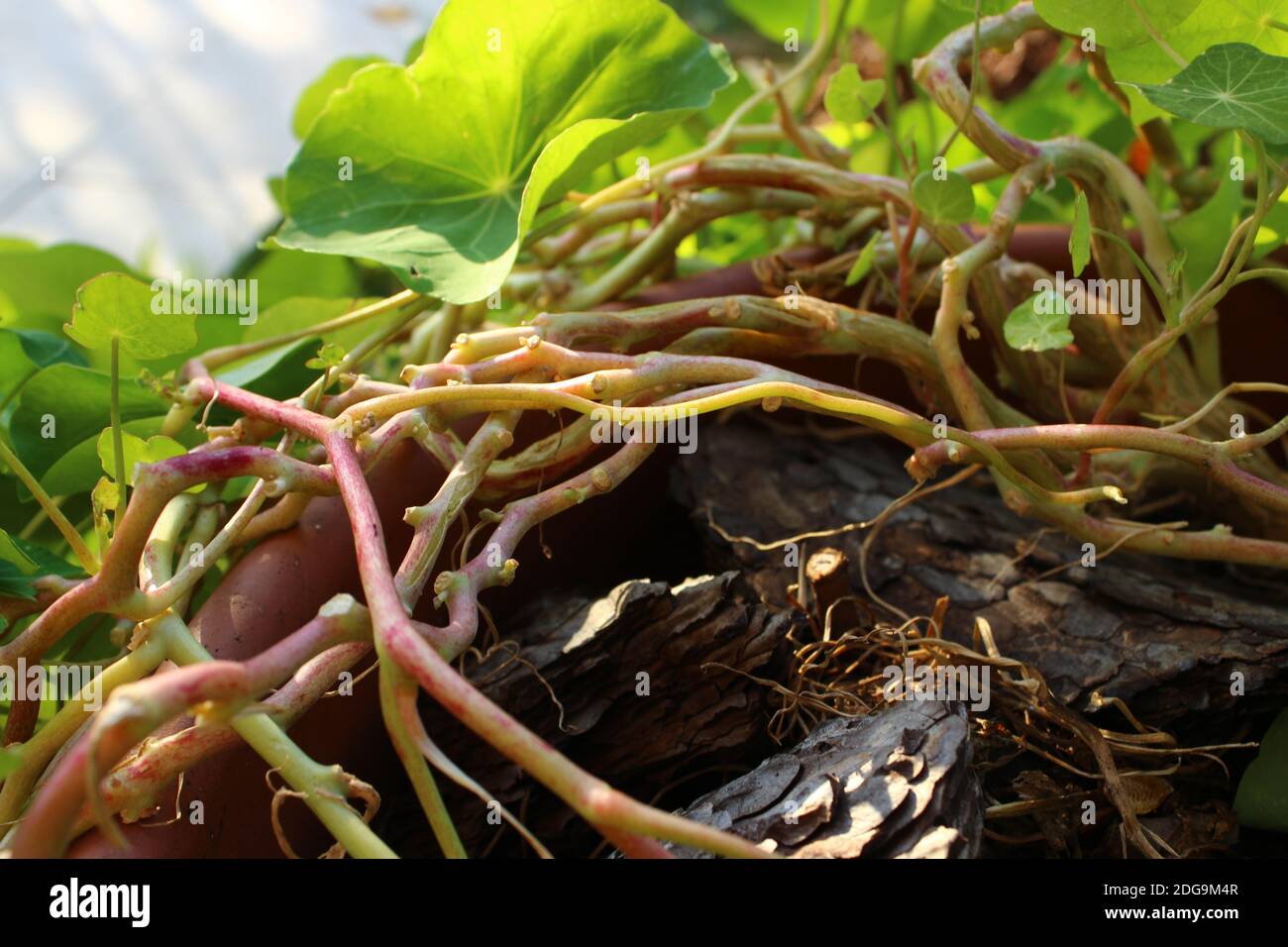Schöner gelb/rosa Dampf mit runden grünen Blättern Stockfoto