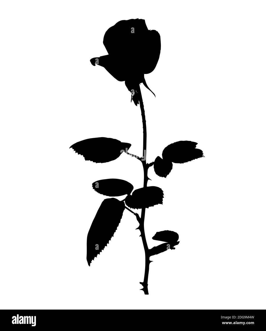 Schöne weiße und schwarze Silane Rosen. Isoliert auf weißem Hintergrund. Abbildung. Stockfoto