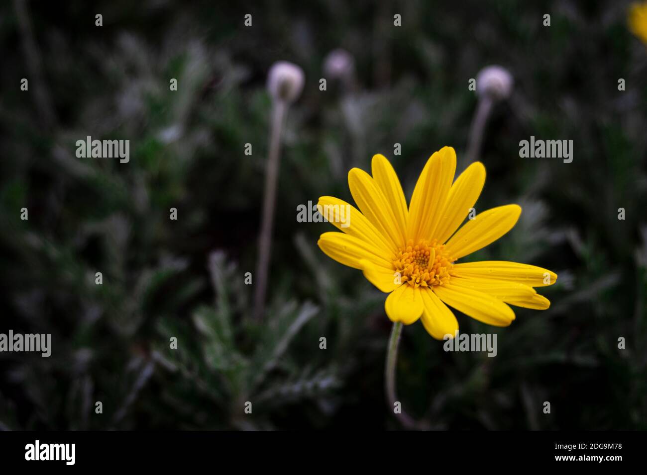Schöne Blume mit gelben Blättern auf schwarzem Hintergrund. Gelbe Blume Nahaufnahme. Makro Foto erstaunliche gelbe Blume. Stockfoto