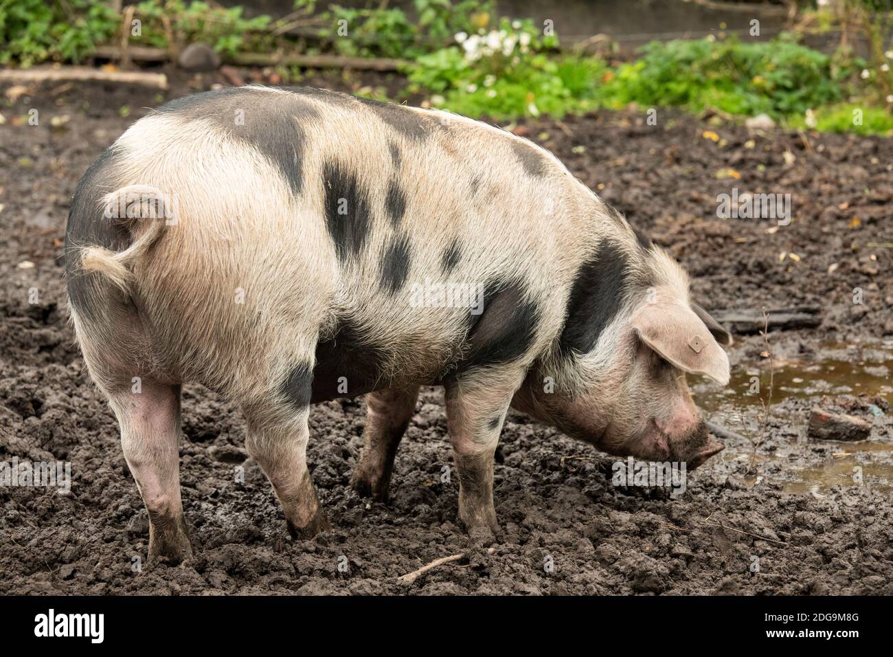 Bentheim schwarz pied Stockfoto
