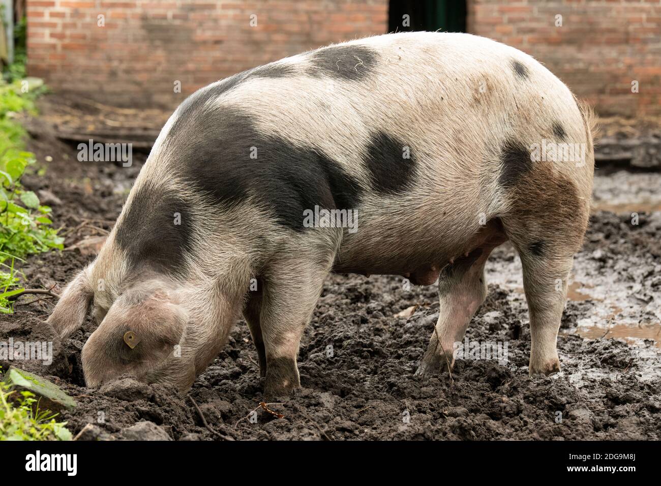 Bentheim schwarz pied Stockfoto