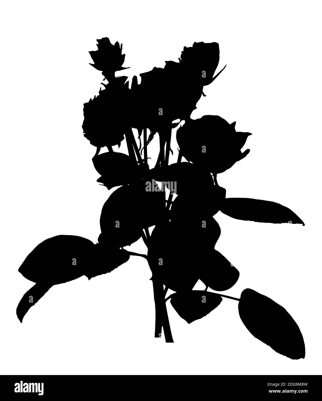 Schöne weiße und schwarze Silane Rosen. Isoliert auf weißem Hintergrund. Abbildung. Stockfoto