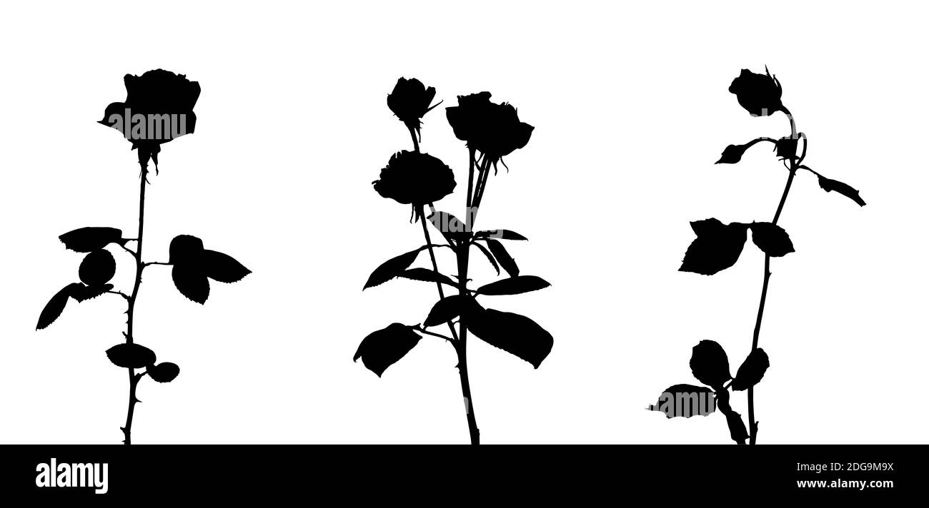 Set von schönen Silane weißen und schwarzen Rosen. Isoliert auf weißem Hintergrund. Abbildung. Stockfoto