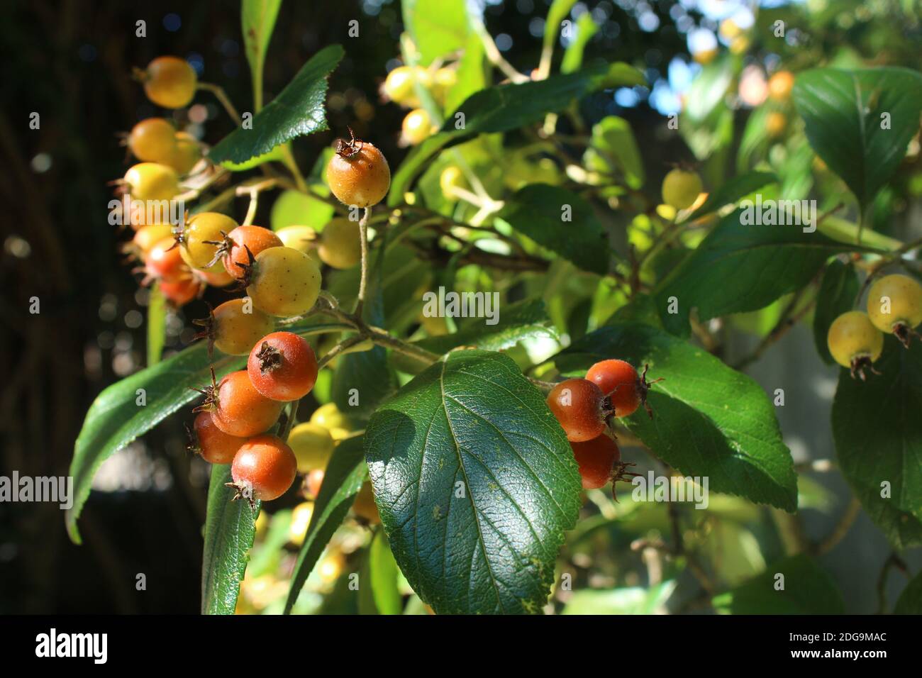 Baum mit gelb/roten Beeren und dunkelgrünen Blättern - Crataegus Stockfoto