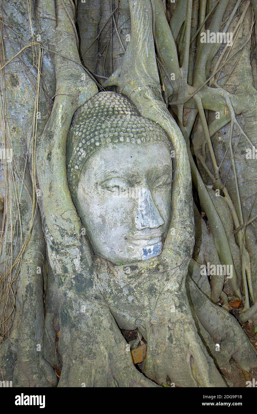 Thailand, Wat Mahatat, in Baumwurzeln eingewachsener Buddhakopf, Ayutthaya, Stockfoto