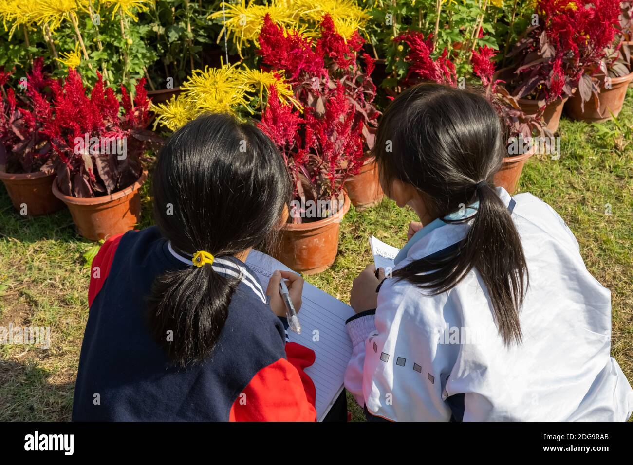 Chinesische Mädchen, die verschiedene Chrysanthemen betrachten und Notizen aufschreiben Stockfoto