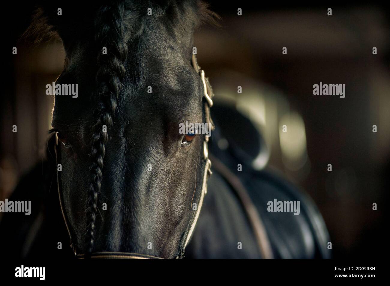 Friesenhengst Nahaufnahme in Reitmunition im Stall Stockfoto