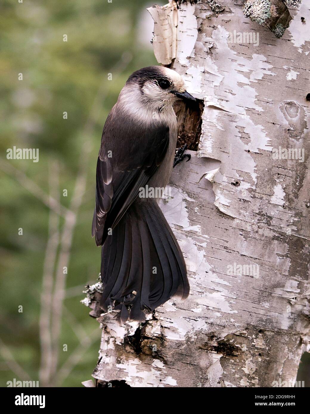 Grey Jay Nahaufnahme Profil Ansicht auf einem Birkenstamm mit einem unscharfen Hintergrund in seiner Umgebung und Lebensraum, zeigt graue Feder Gefieder Flügel und Stockfoto
