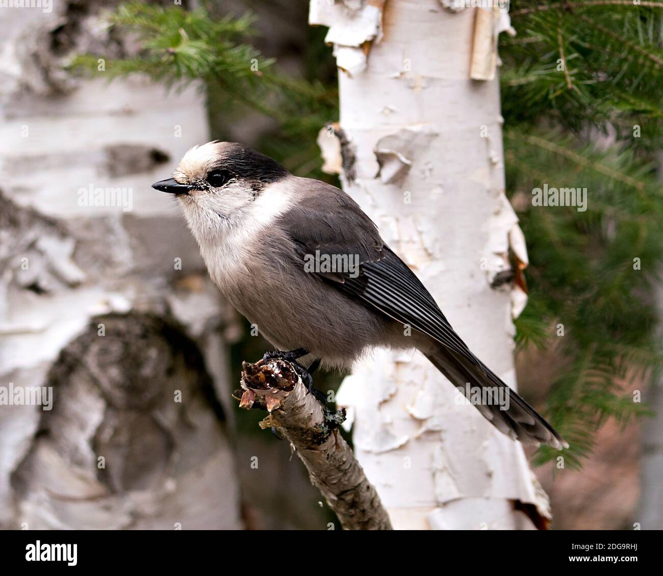 Grey Jay Nahaufnahme Profil Ansicht auf einem Birkenzweig mit Ein unscharfer Hintergrund in seiner Umgebung und Lebensraum zeigt flauschig Graue Federgefieder Flügel an Stockfoto