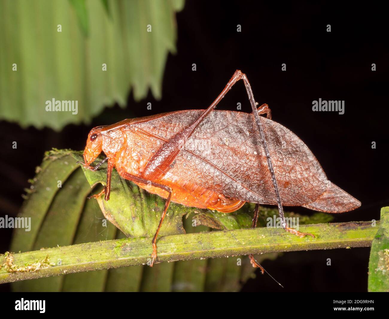 Orophus sp. Eine Katydid, die einem Blatt im Regenwald nahe Puerto Quito im Westen Ecuadors ähnelt Stockfoto