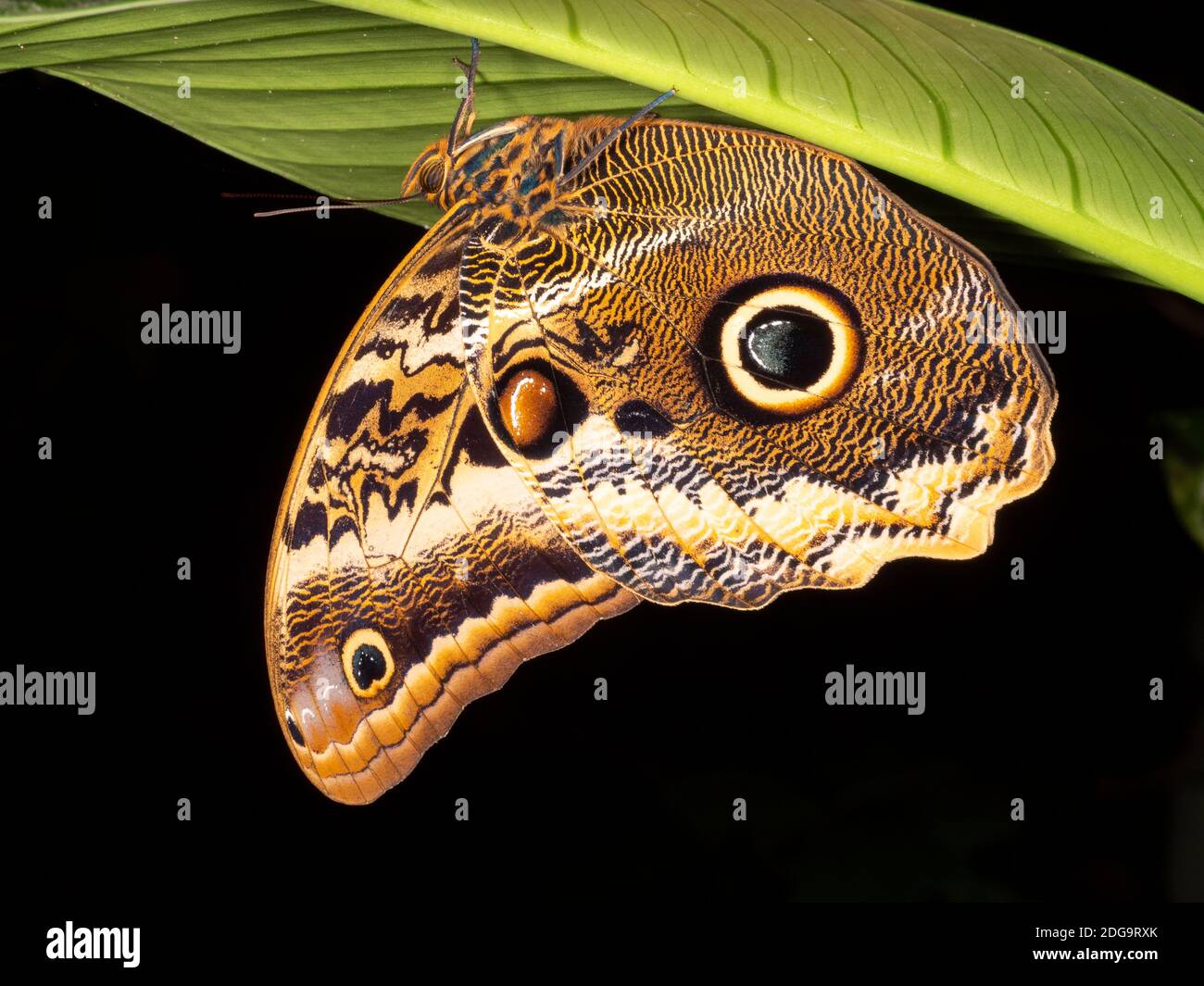 Eule Butterfly (Caligo sp., Familie Brassolidae) brüllend unter einem Blatt in der Nacht im Regenwald Unterholz in der Nähe von Puerto Quito im Westen Ecuadors. Stockfoto