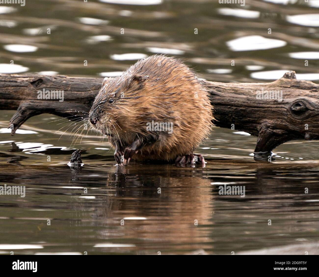 Bisamratte Stock Fotos. Bisamratte im Wasser zeigt sein braunes Fell durch einen Baumstamm mit einem verschwommenen Wasserhintergrund in seiner Umgebung und seinem Lebensraum. Bild. Pictu Stockfoto