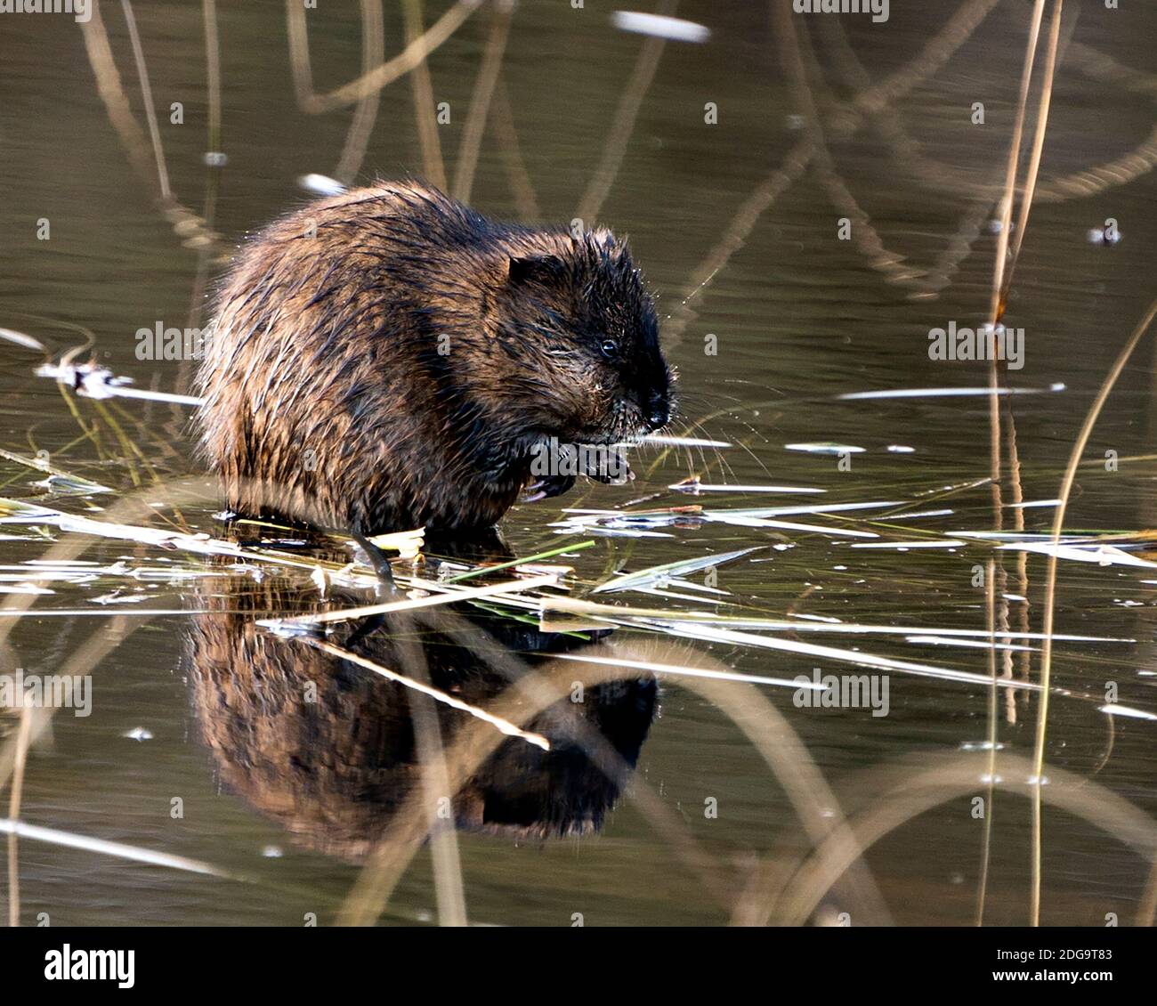 Bisamratte Stock Fotos. Bisamratte im Wasser zeigt sein braunes Fell durch einen Baumstamm mit einem verschwommenen Wasserhintergrund in seiner Umgebung und seinem Lebensraum. Bild. Pictu Stockfoto