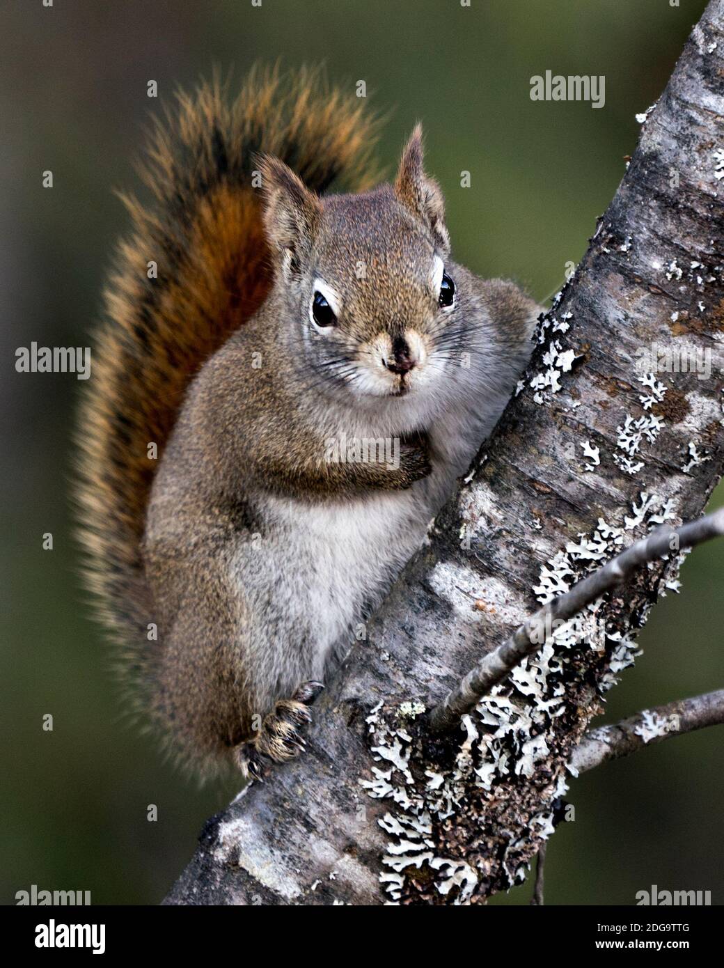Eichhörnchen Nahaufnahme Profil Seitenansicht auf einem Baumstamm mit einem verschwommenen Hintergrund sitzen, zeigt buschigen Schwanz, braunes Fell in seiner Umgebung und Lebensraum. Stockfoto