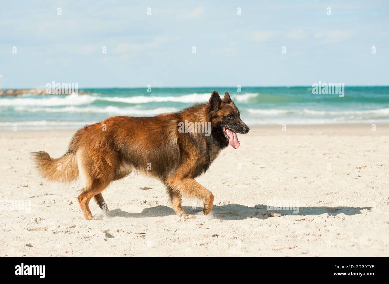 Reinrassiger belgischer Schäferhund in der Art von tervueren ist zu Fuß vorbei Die Küste an sonnigen Tagen Stockfoto