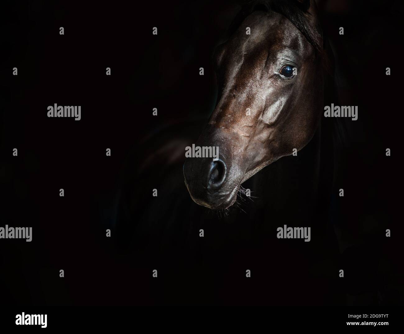 Schwarzes arabisches Pferd auf schwarzem Hintergrund Stockfoto