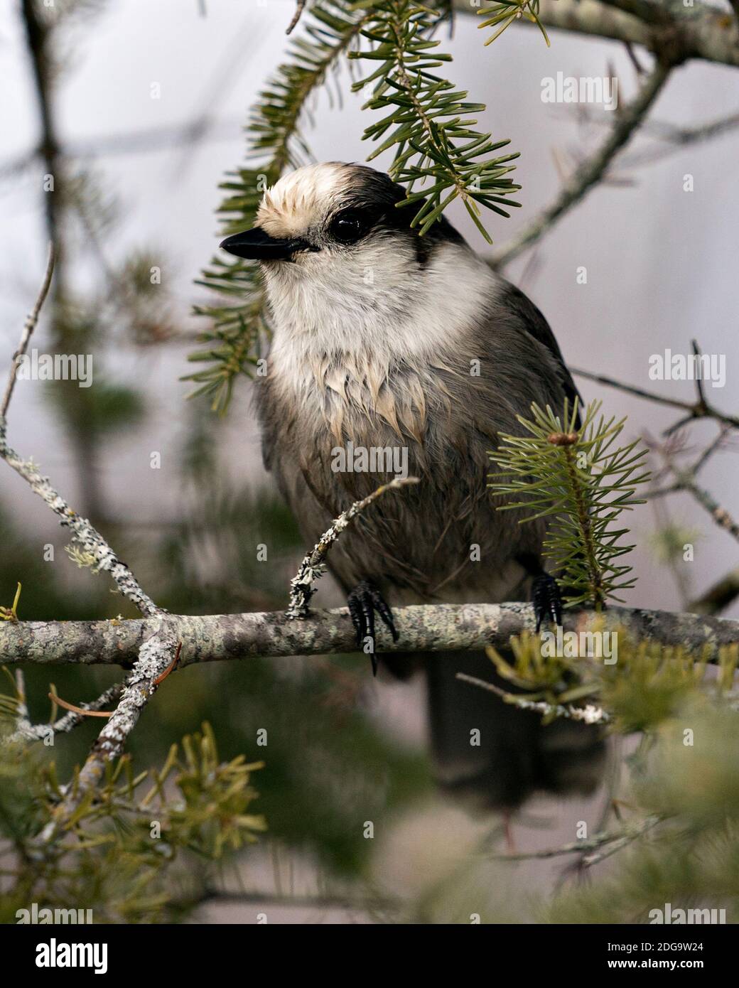 Grey Jay close-up Profil Ansicht auf einem Tannenzweig in seiner Umgebung und Lebensraum thront, zeigt graue Feder Gefieder und Vogelschwanz. Weihnachten Stockfoto