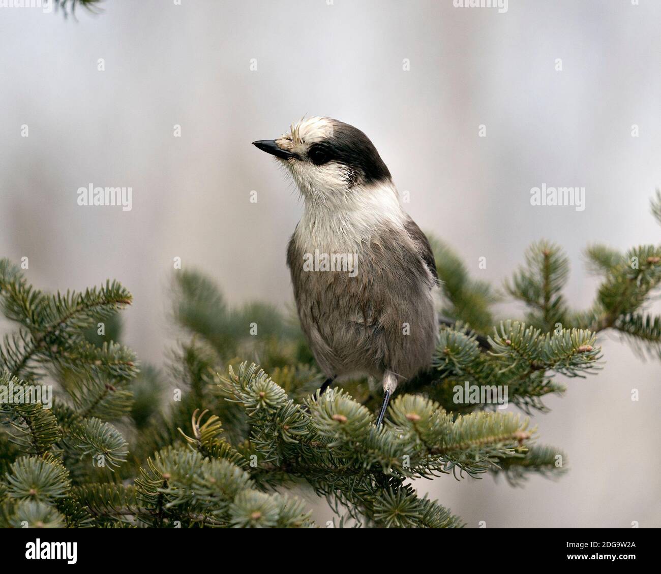Grey Jay close-up Profil Ansicht auf einem Tannenzweig in seiner Umgebung und Lebensraum thront, zeigt graue Feder Gefieder und Vogelschwanz. Weihnachten Stockfoto
