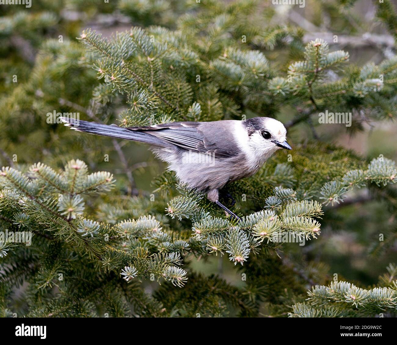 Grey Jay close-up Profil Ansicht auf einem Tannenzweig in seiner Umgebung und Lebensraum thront, zeigt graue Feder Gefieder und Vogelschwanz. Weihnachten Stockfoto