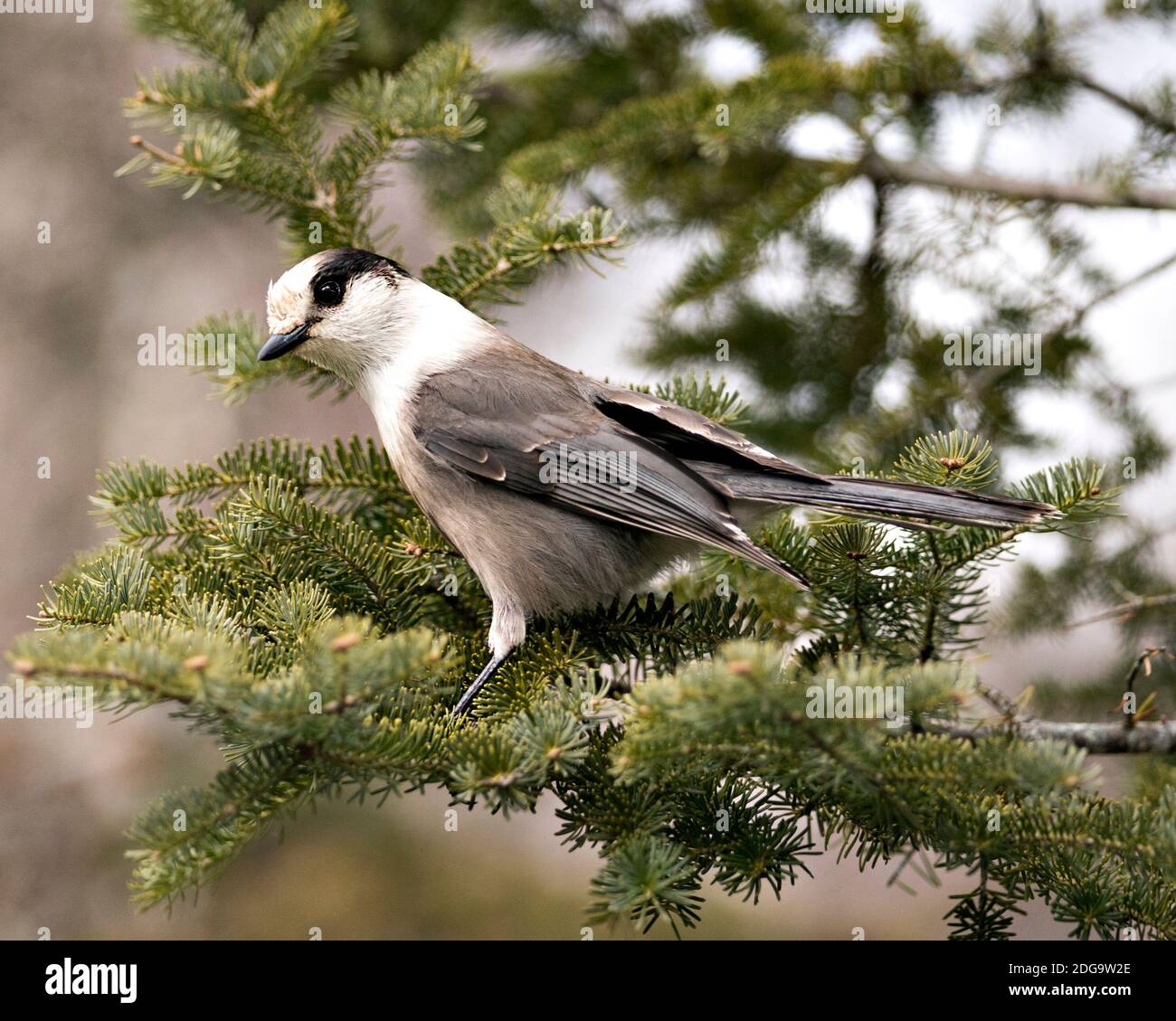 Grey Jay close-up Profil Ansicht auf einem Tannenzweig in seiner Umgebung und Lebensraum thront, zeigt graue Feder Gefieder und Vogelschwanz. Weihnachten Stockfoto