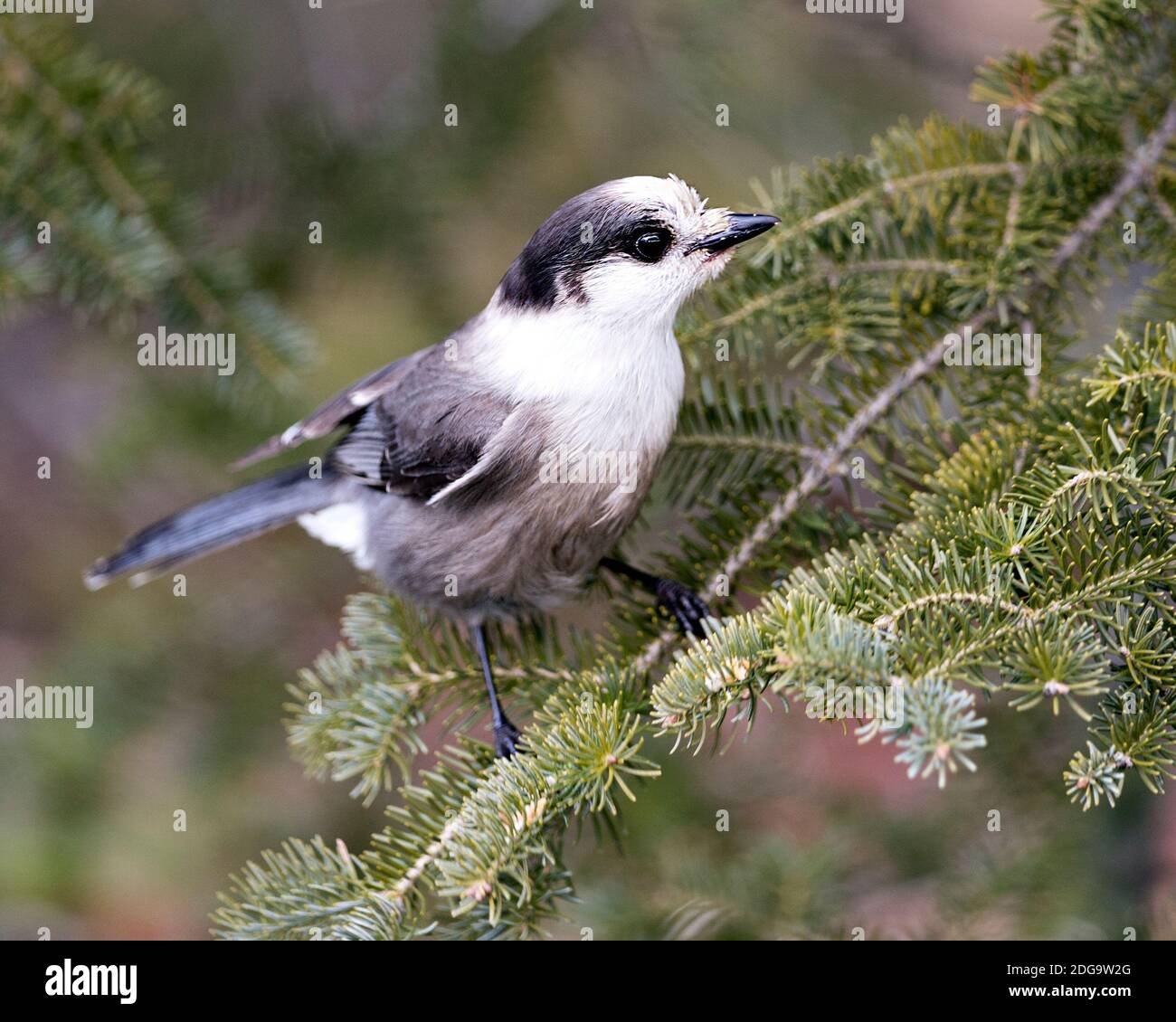 Grey Jay close-up Profil Ansicht auf einem Tannenzweig in seiner Umgebung und Lebensraum thront, zeigt graue Feder Gefieder und Vogelschwanz. Weihnachten Stockfoto