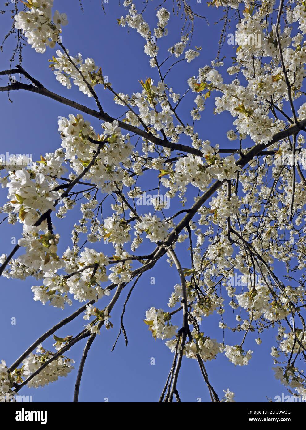 Blühender Kirschbaum vor blauem Himmel Stockfoto