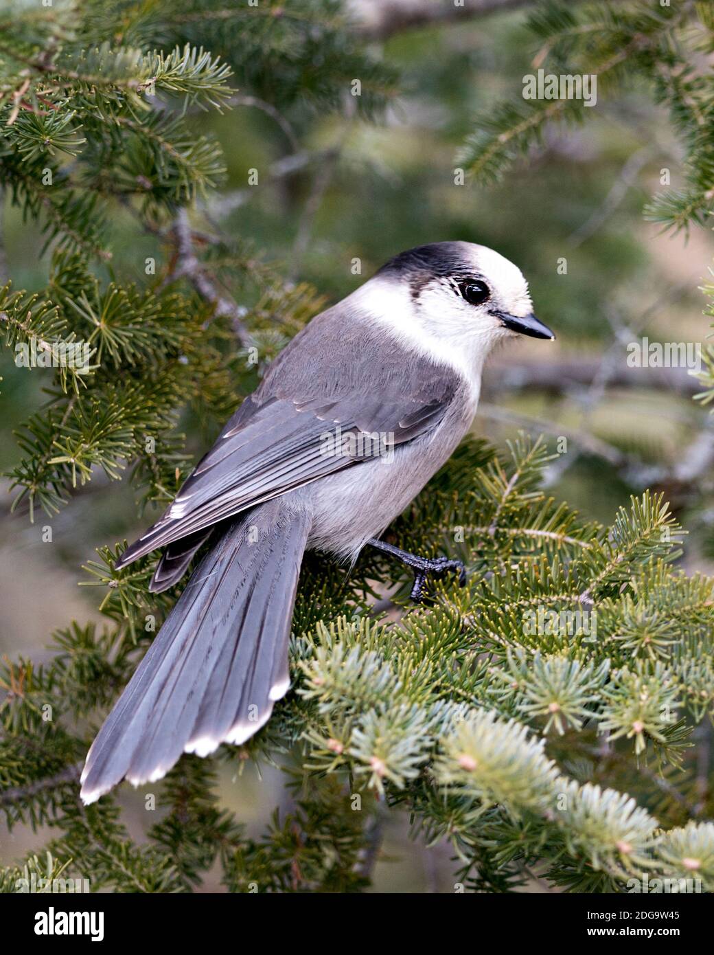 Grey Jay close-up Profil Ansicht auf einem Tannenzweig in seiner Umgebung und Lebensraum thront, zeigt graue Feder Gefieder und Vogelschwanz. Weihnachten Stockfoto
