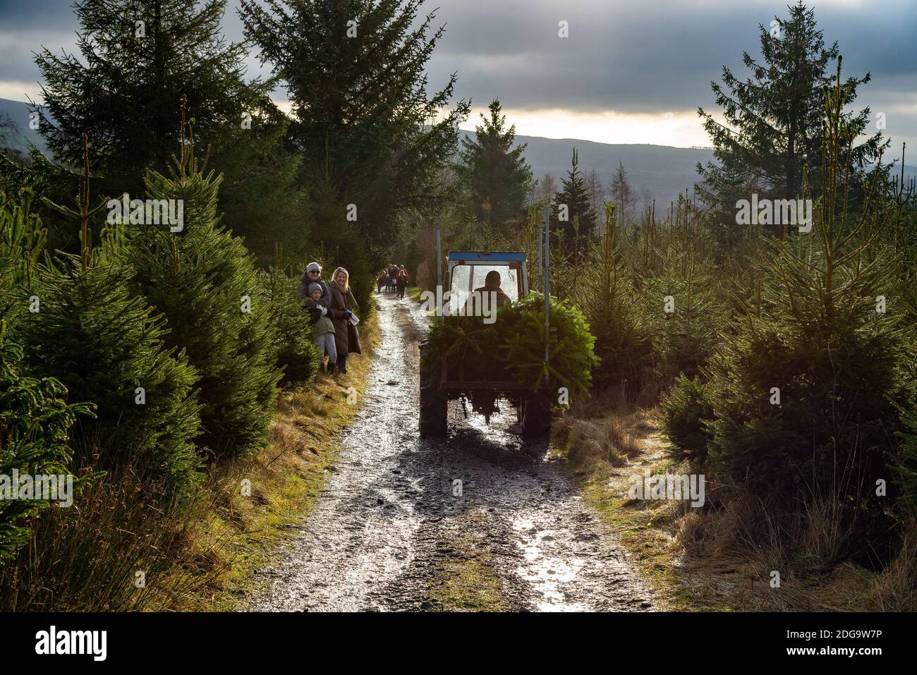 Dove Syke Nursery Christmas Trees, West Bradford, Clitheroe, Lancashire. Stockfoto