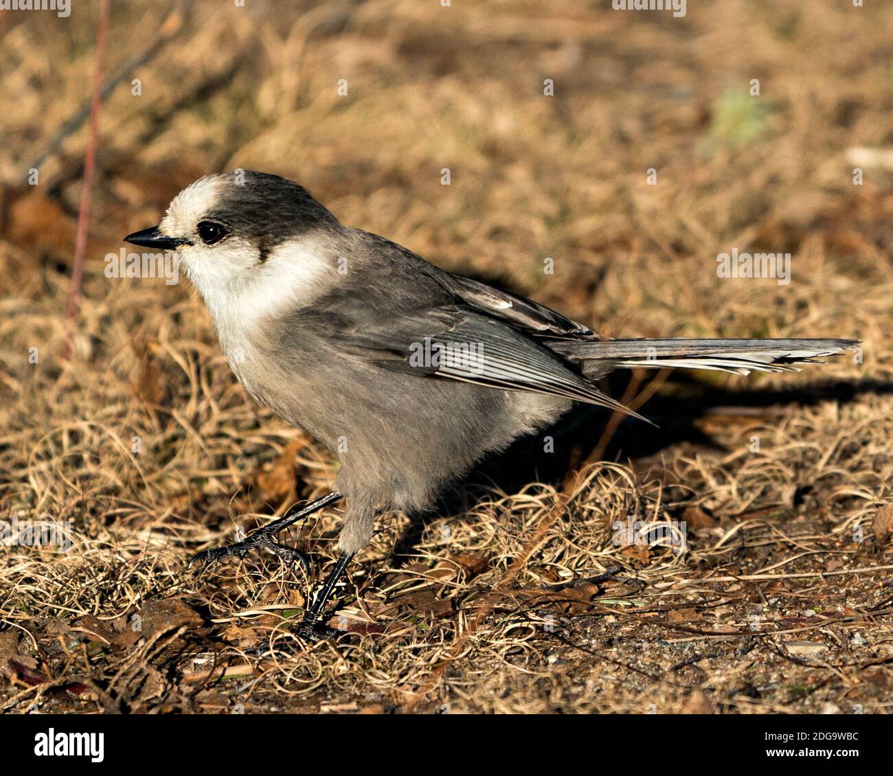 Grey Jay Nahaufnahme Profil Ansicht auf dem Boden in seiner Umgebung und Lebensraum, zeigt graue Feder Gefieder und Vogelschwanz. Bild. Bild. Hochformat. Gra Stockfoto
