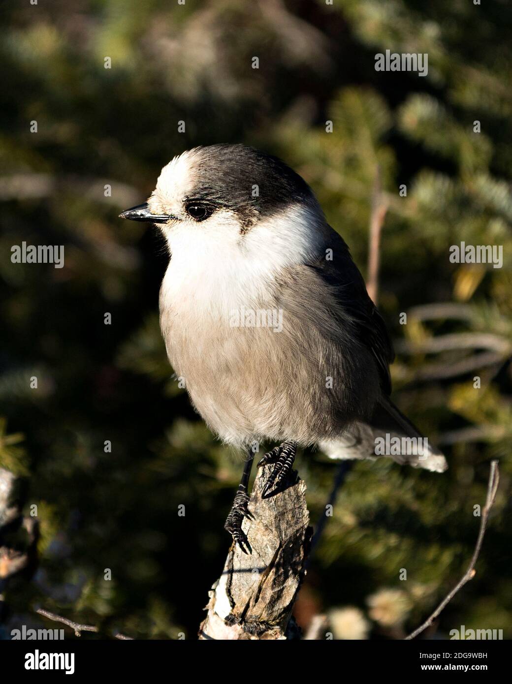 Grey Jay Nahaufnahme Profil Ansicht auf einem Baum Zweig mit einem unscharfen Hintergrund in seiner Umgebung und Lebensraum thront, zeigt graue Feder Gefieder und bir Stockfoto