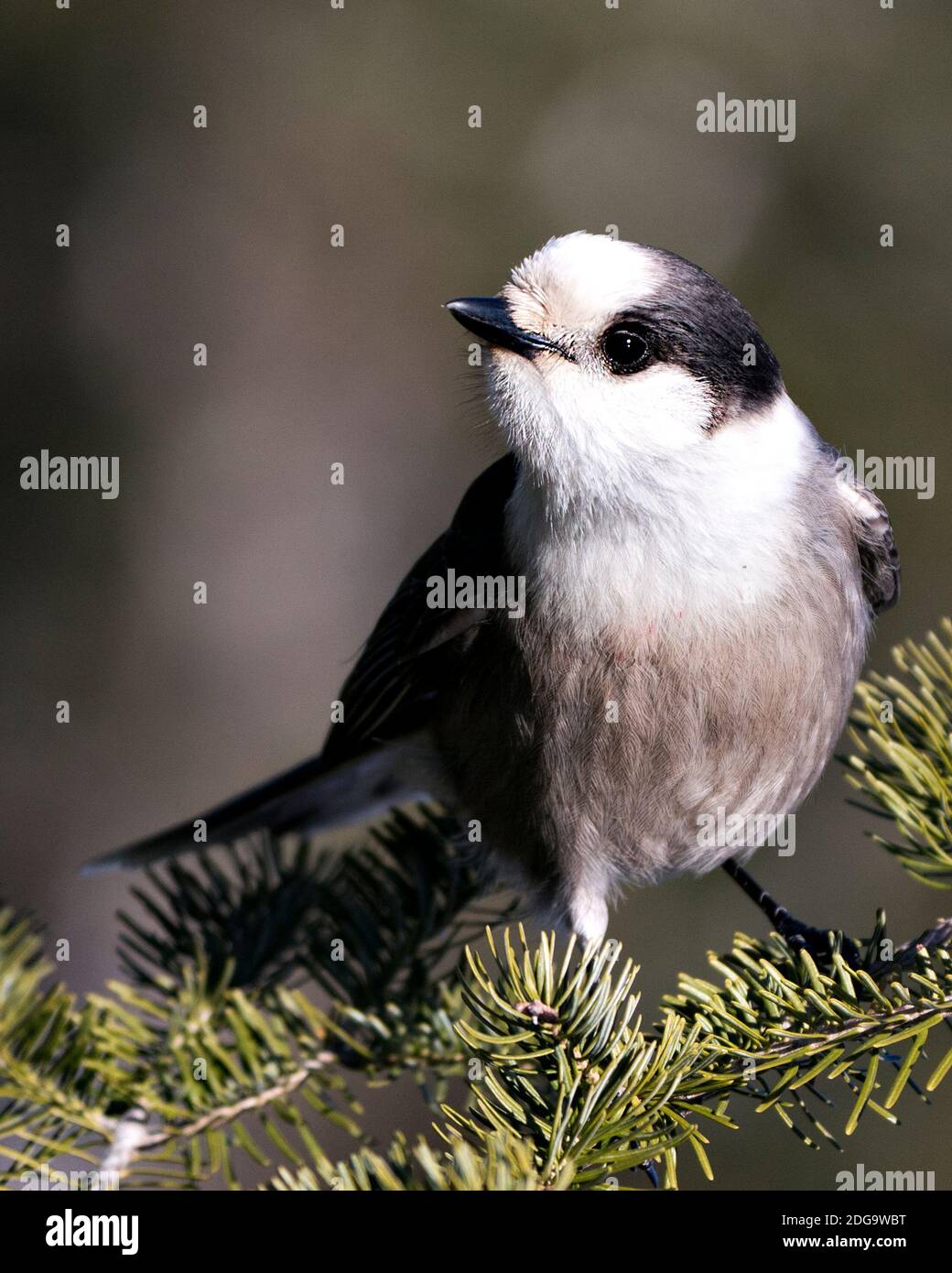 Grey Jay Nahaufnahme Profil Ansicht auf einem Tannenzweig mit einem unscharfen Hintergrund in seiner Umgebung und Lebensraum thront, zeigt graue Feder Gefieder und Stockfoto