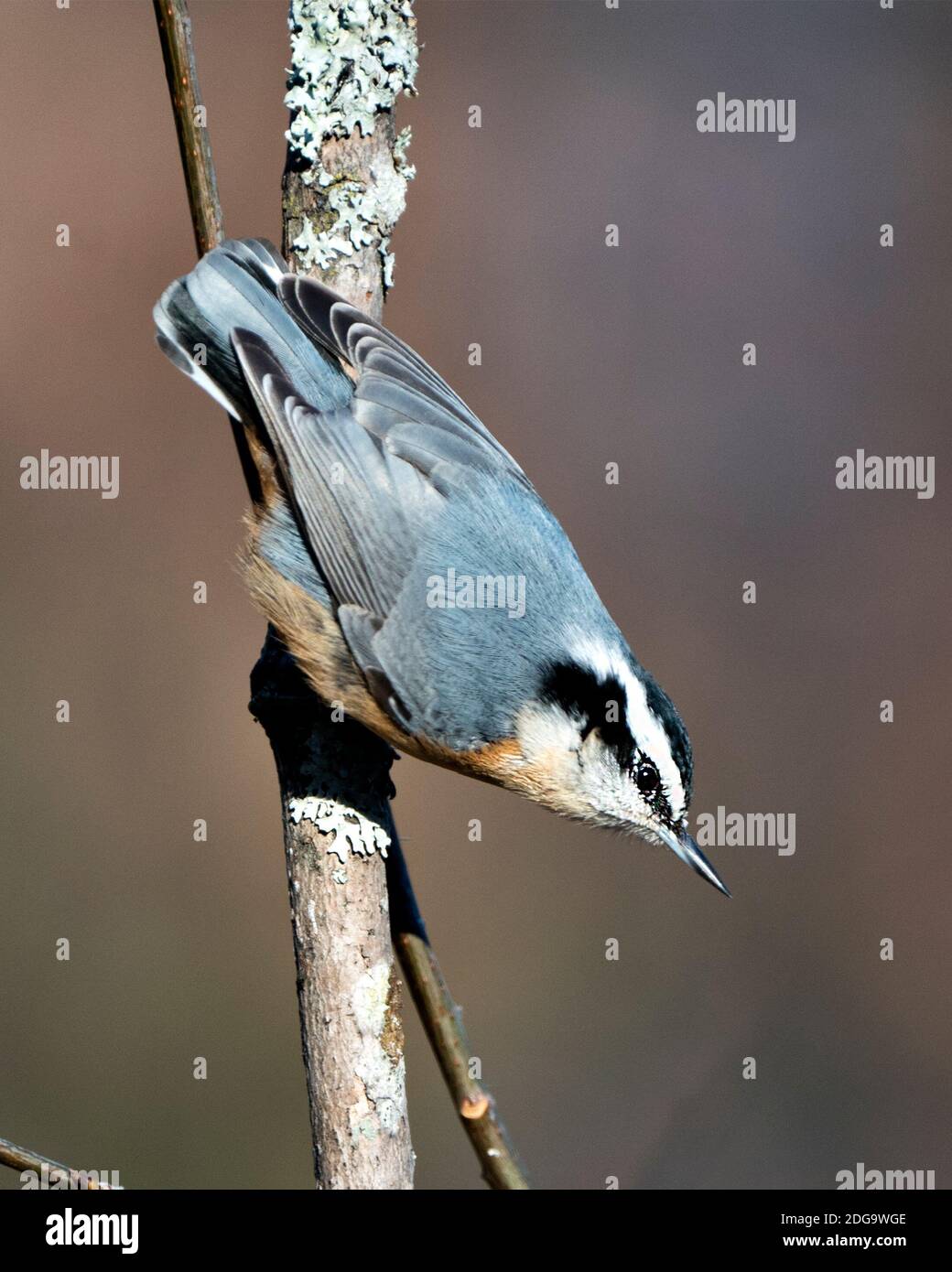 Nahaufnahme eines Nuthatch-Profils, das in seiner Umgebung und seinem Lebensraum auf einem Baum thront, mit unscharfem Hintergrund und Feder- und Vogelschwanz. Stockfoto