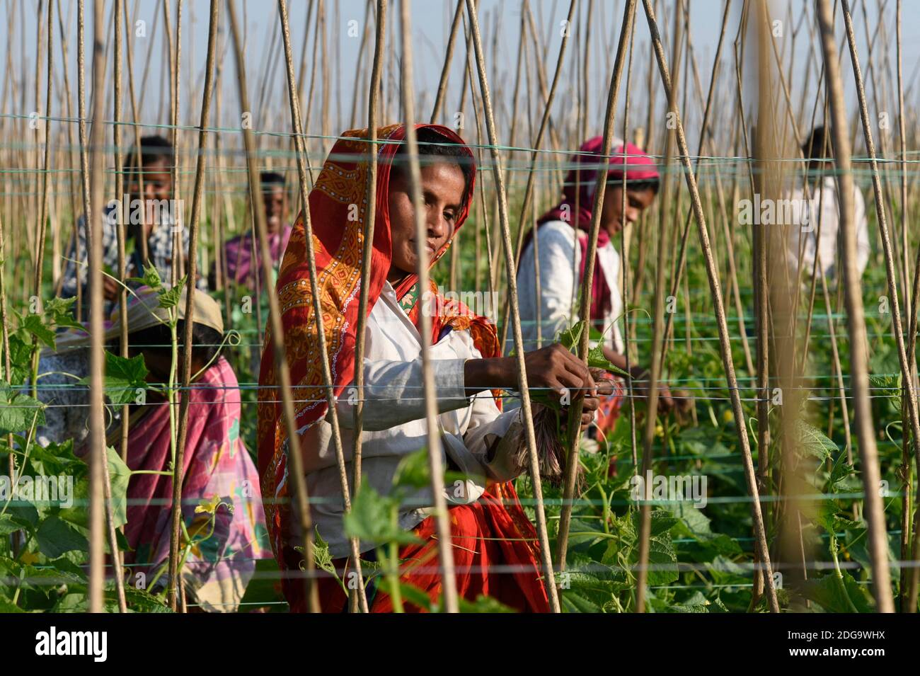 Barpeta, Assam, Indien. Dezember 2020. Landwirt, der in einer Gurkenfarm arbeitet, in Barpeta Bezirk von Assam.120 Tage Dauer von der Aussaat bis zur Ernte die Gurke produzieren den größten Ertrag von 80-100 MT Früchte pro Hektar. Quelle: David Talukdar/ZUMA Wire/Alamy Live News Stockfoto