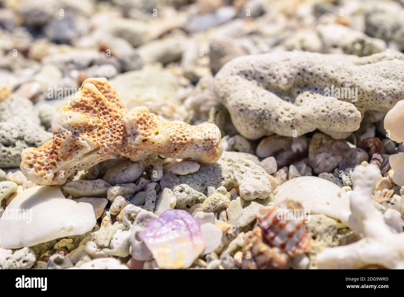 Makro-Muster von Muscheln und Stücke von Korallen auf der Strand Stockfoto