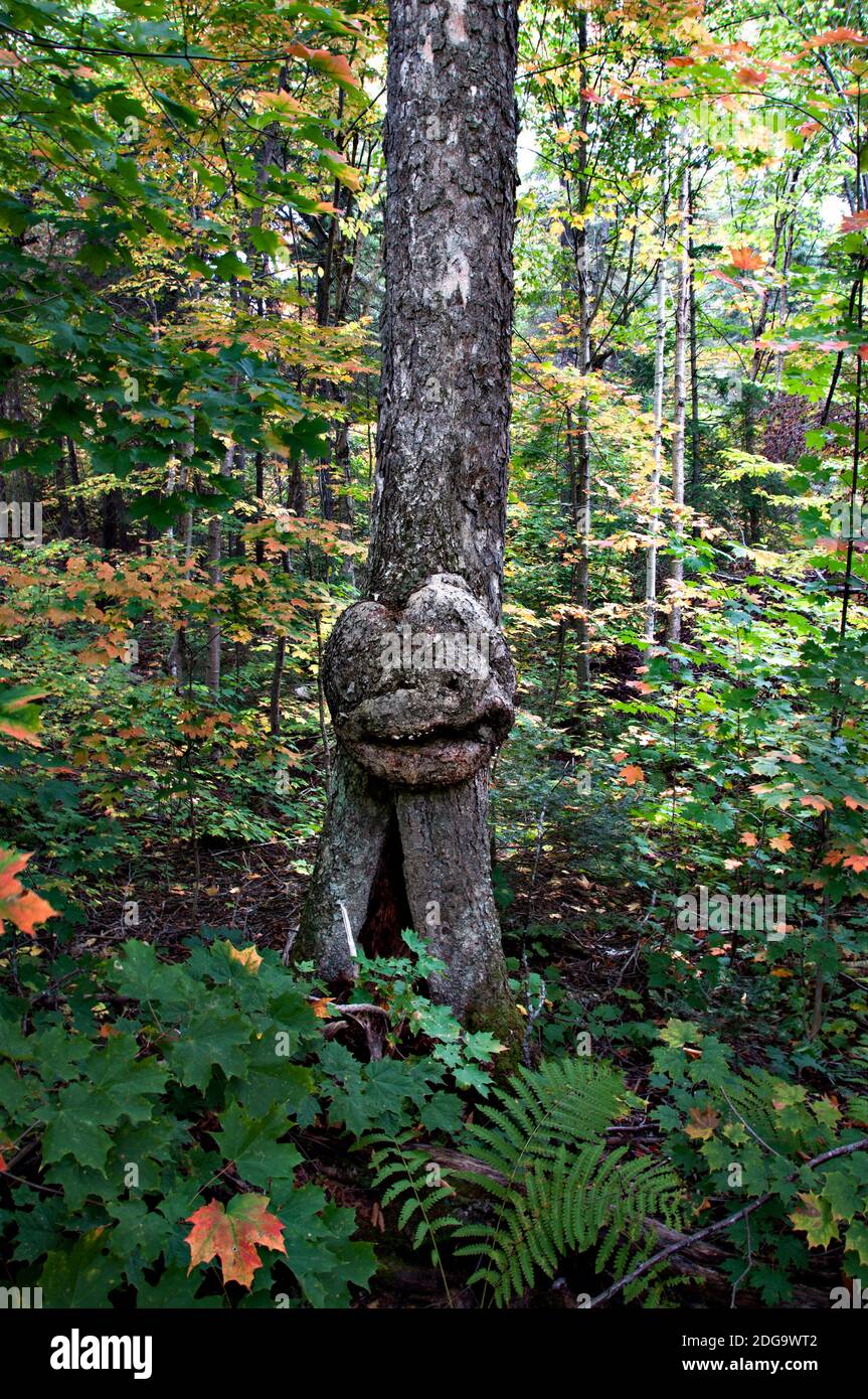 Baum mit lächelndem menschlichen Gesicht in der Natur mit einer majestätischen Illusion im Wald, eine Seltenheit und erstaunliche Phänomene. Gesicht auf einem Baumstamm in der Herbstsaison. Stockfoto