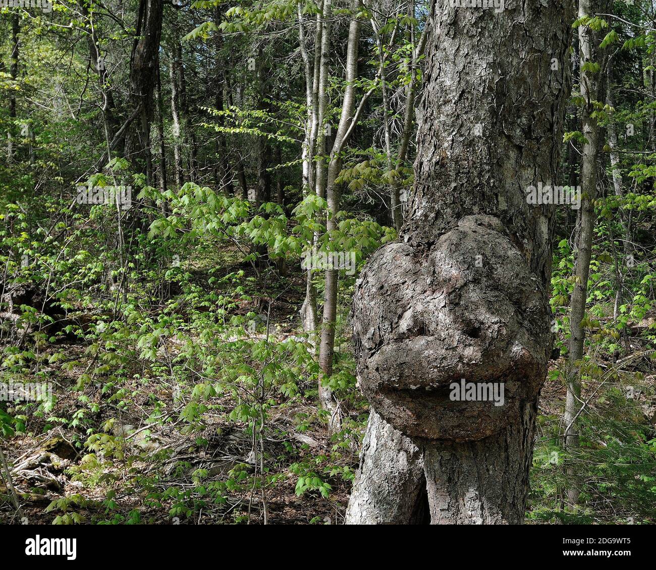 Baum mit lächelndem Gesicht in der Natur mit einer majestätischen Illusion im Wald, eine Seltenheit und erstaunliche Phänomene. Gesicht auf einem Baumstamm in der Sommersaison mit einem Stockfoto