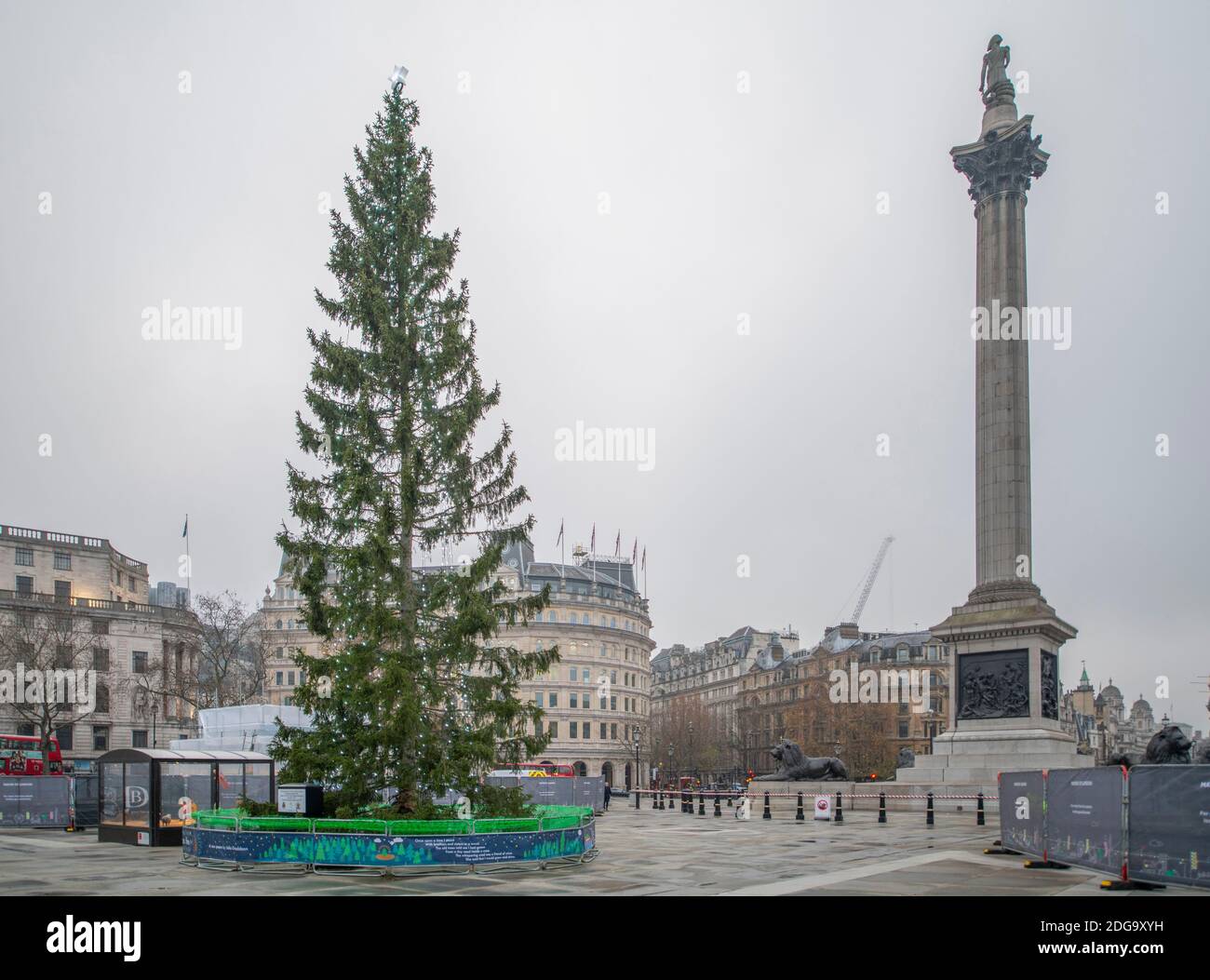 London, Großbritannien. Dezember 2020. Trafalgar Square Weihnachtsbaum, geschenkt von der Stadt Oslo, an einem grauen Dezembermorgen. Kredit: Malcolm Park/Alamy Stockfoto