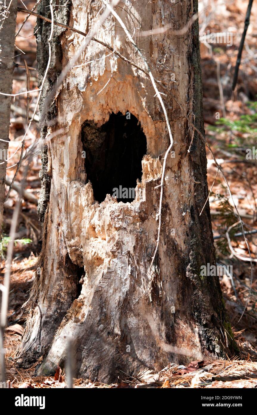 Baumbestand Fotos. Baum mit Specht Loch Stock Fotos, Bilder, Bilder mit einem Wald Hintergrund. Löcher im Rumpf des Spechts. Tot Stockfoto