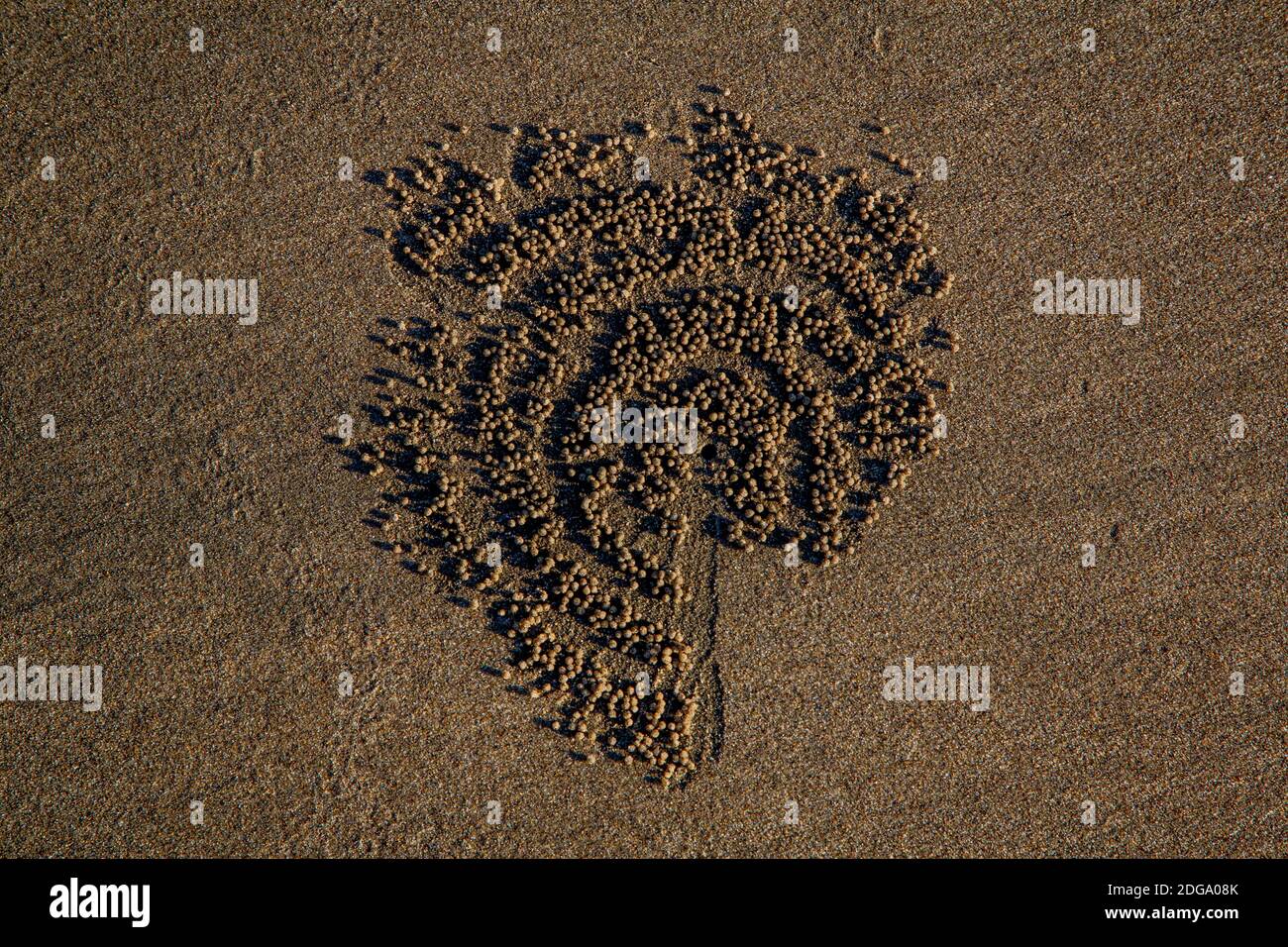 Die Heimat einer roten Geisterkrabbe am Strand von Cox's Bazar in Bangladesch. Die rote Geisterkrabbe, auch als einbeinige Krabbe bekannt, haben einen Rebound gemacht, nachdem die COVID Pandemie Menschen von den Stränden fernhielt, wo die Krabben ihren Lebensraum haben. Zweimal am Tag, zwischen den Gezeiten, machen die Krabben diese aufwendigen Muster im Sand. Stockfoto