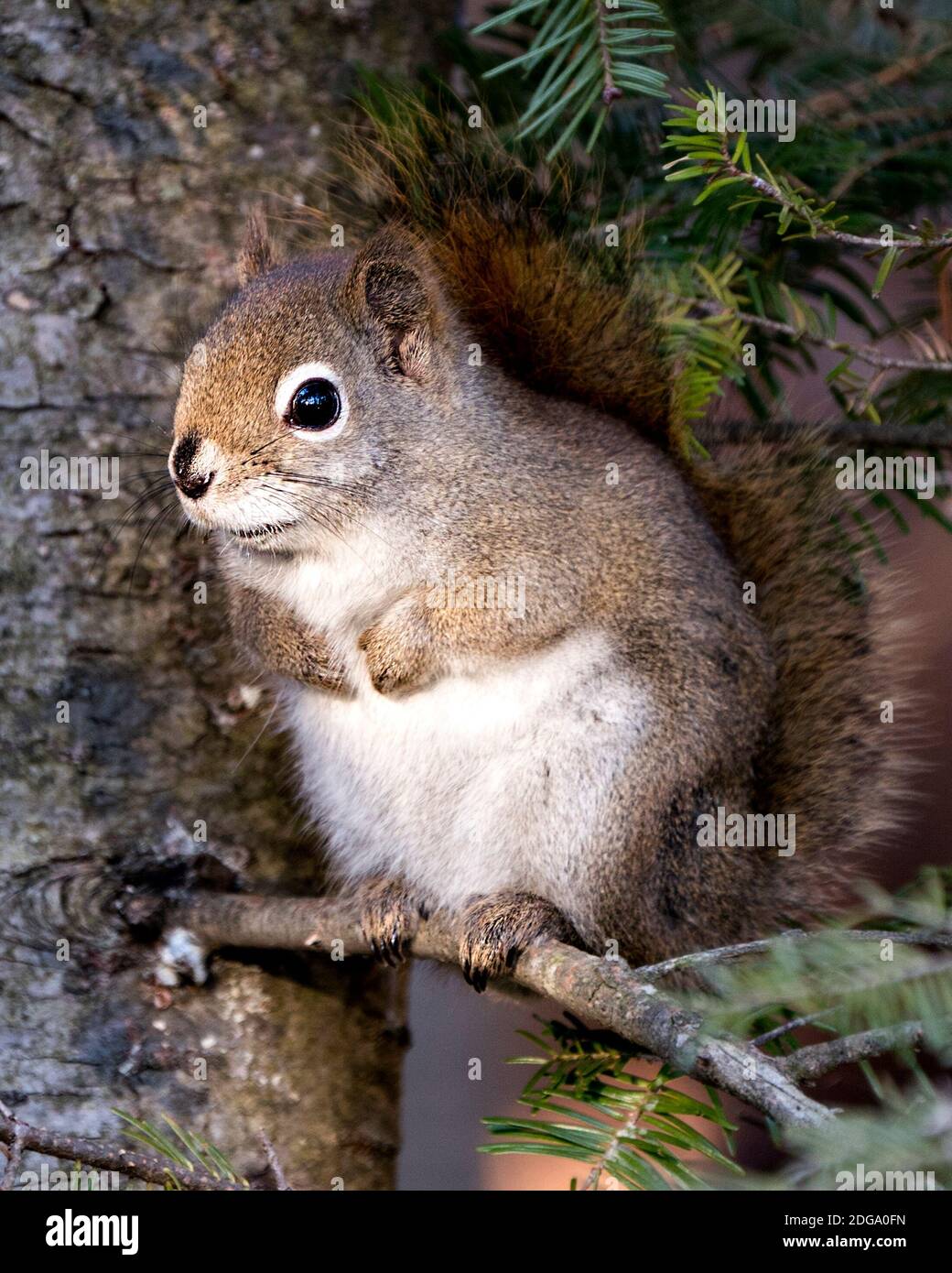 Eichhörnchen Nahaufnahme Profilansicht im Wald sitzt auf einem Ast Baum mit verschwommenem Hintergrund zeigt seine braunen Fell, Kopf, Augen, Nase, Ohren, Pfoten, Bus Stockfoto