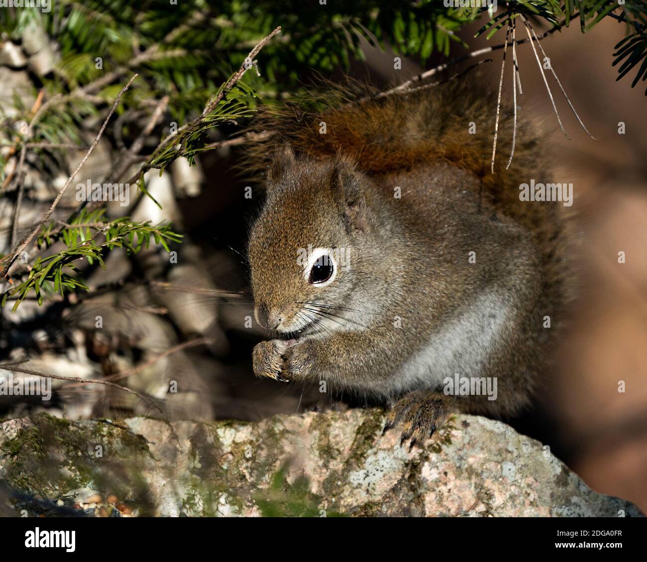 Eichhörnchen Nahaufnahme Profilansicht im Wald sitzt auf einem Moosstein mit verschwommenem Hintergrund zeigt seine braunen Fell, Kopf, Augen, Nase, Ohren, Pfoten, buschig Stockfoto