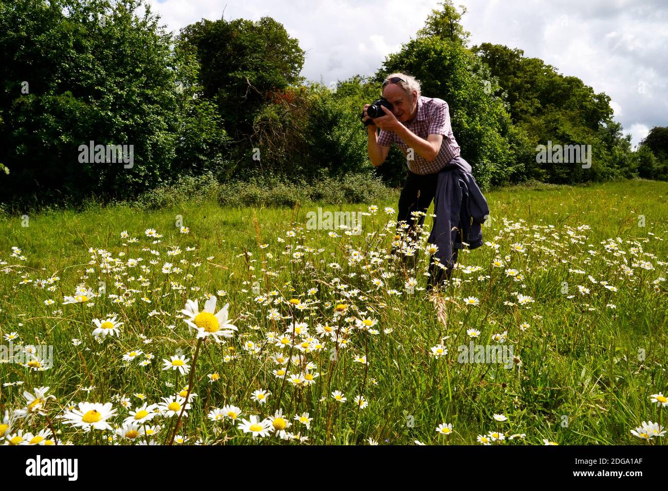 Der Mann fotografiert die Wildblumenwiese im Tring Park, Tring, Hertfordshire, Großbritannien Stockfoto